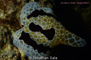 mega nudibranchia... don't know the name... night dive by Jonathan Sala 